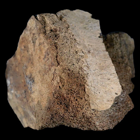 2.8" Centrosaurus Fossil Bone With Marrow Judith River Cretaceous Dinosaur MT COA - Fossil Age Minerals