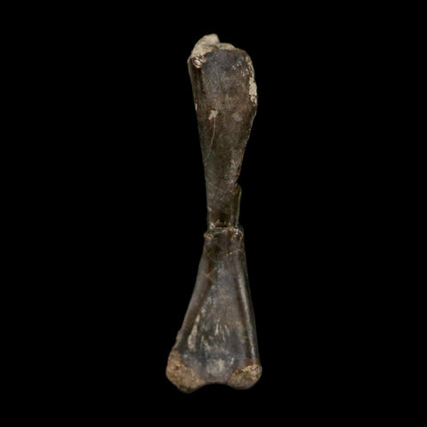 0.8" Captorhinus Aguti Fossil Femur Bone Permian Age Reptile 299 Mil Yrs Old Display COA - Fossil Age Minerals