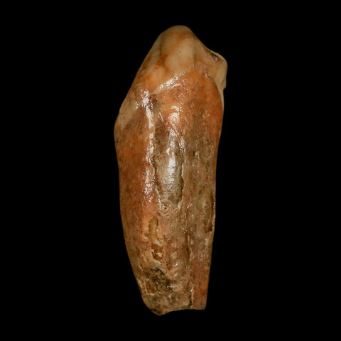 2" Extinct Cave Bear Ursus Spelaeus Incisor Tooth Rooted Pleistocene Age COA, Stand