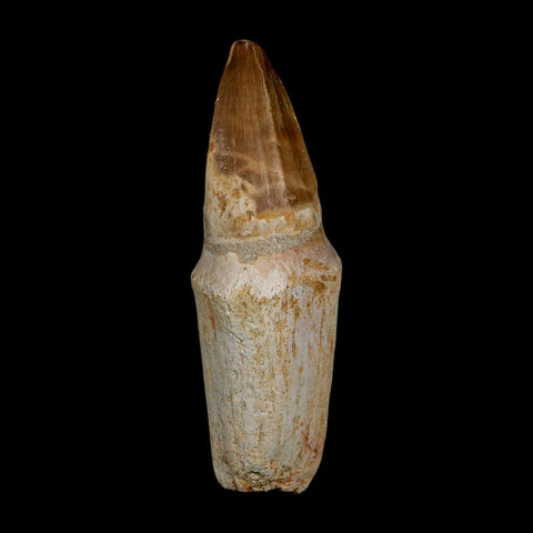 XL 3.8" Tylosaurus Mosasaur Fossil Tooth Rooted Upper Cretaceous Dinosaur Era COA - Fossil Age Minerals