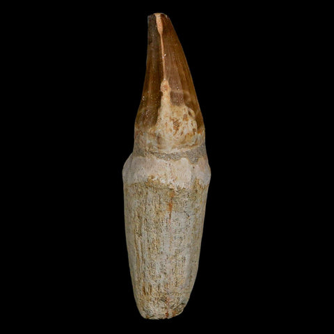 XL 3.8" Tylosaurus Mosasaur Fossil Tooth Rooted Upper Cretaceous Dinosaur Era COA - Fossil Age Minerals