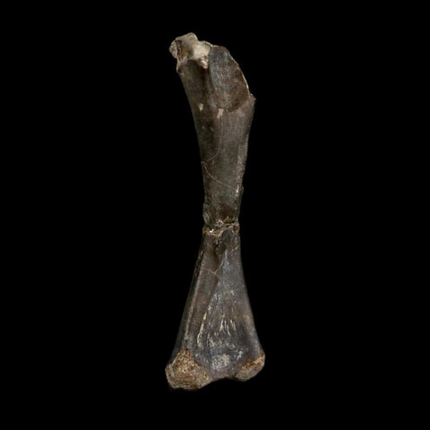 0.8" Captorhinus Aguti Fossil Femur Bone Permian Age Reptile 299 Mil Yrs Old Display COA - Fossil Age Minerals