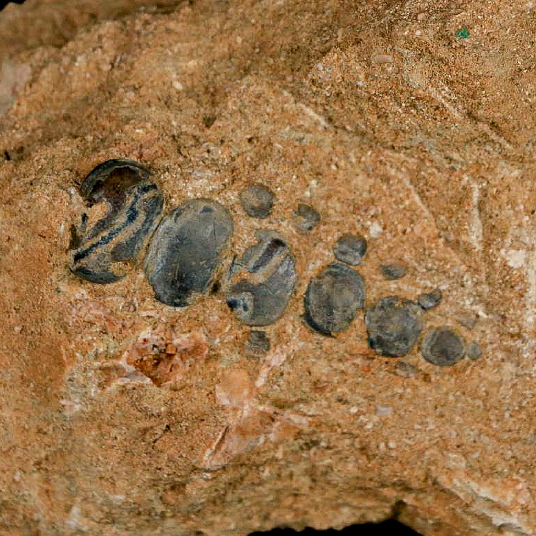 1.7" Bony Fish Fossil Phacodus Punctatus Ray Finned Jaw Teeth In Matrix Morocco - Fossil Age Minerals