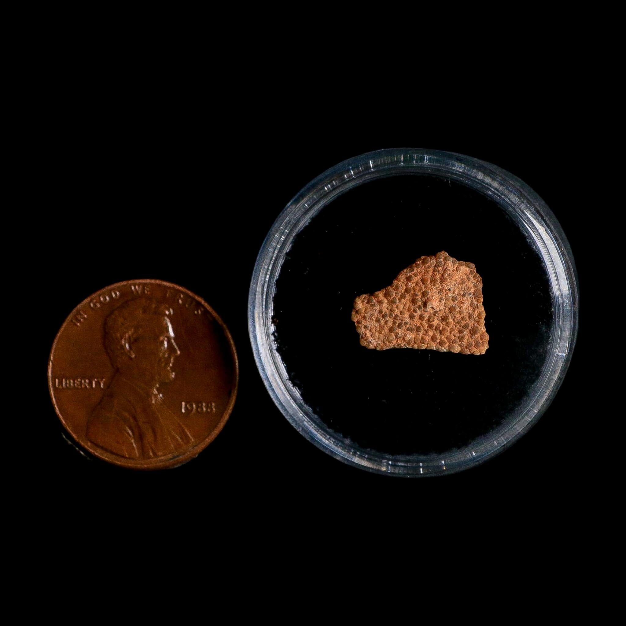 0.5" Megaloolithus Titanosaur Dinosaur Fossil Egg Shell Bouches Du Rhone France Display - Fossil Age Minerals