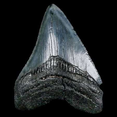 2.5" Quality Megalodon Shark Tooth Serrated Fossil Natural Miocene Age COA
