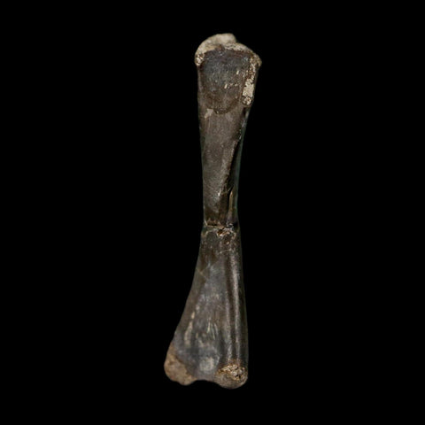 0.8" Captorhinus Aguti Fossil Femur Bone Permian Age Reptile 299 Mil Yrs Old Display COA - Fossil Age Minerals