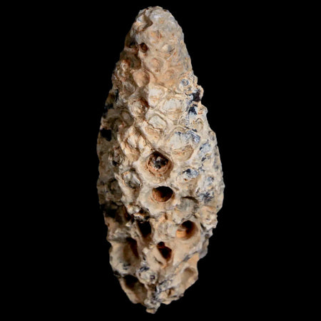 1.8" Fossil Pine Cone Equicalastrobus Replaced By Agate Eocene Age Seeds Fruit