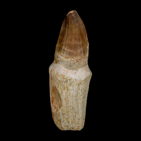 XL 3.8" Tylosaurus Mosasaur Fossil Tooth Rooted Upper Cretaceous Dinosaur Era COA - Fossil Age Minerals