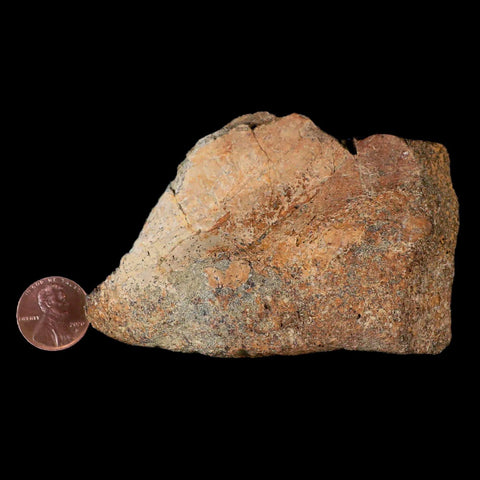 3.5" Centrosaurus Fossil Bone With Marrow Judith River Cretaceous Dinosaur MT COA - Fossil Age Minerals