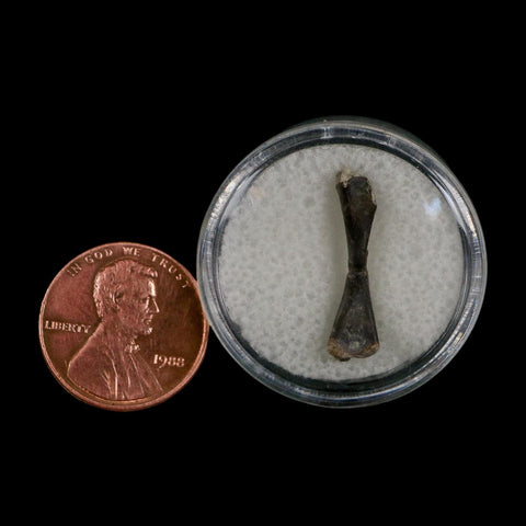 0.8" Captorhinus Aguti Fossil Femur Bone Permian Age Reptile 299 Mil Yrs Old Display COA - Fossil Age Minerals