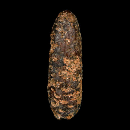 XXL 2.6" Fossil Pine Cone Equicalastrobus Replaced By Agate Eocene Age Seeds Fruit