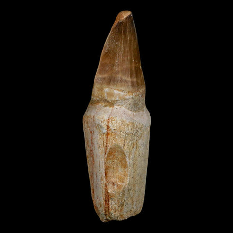 XL 3.8" Tylosaurus Mosasaur Fossil Tooth Rooted Upper Cretaceous Dinosaur Era COA - Fossil Age Minerals