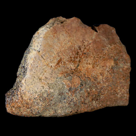 3.5" Centrosaurus Fossil Bone With Marrow Judith River Cretaceous Dinosaur MT COA - Fossil Age Minerals