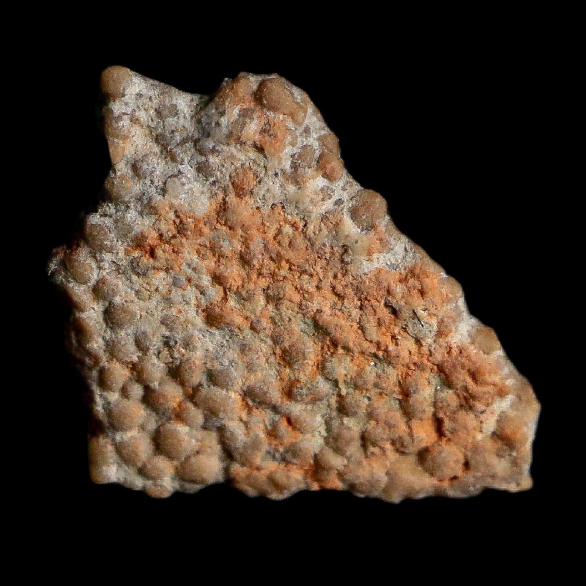 0.4" Megaloolithus Titanosaur Dinosaur Fossil Egg Shell Bouches Du Rhone France Display - Fossil Age Minerals