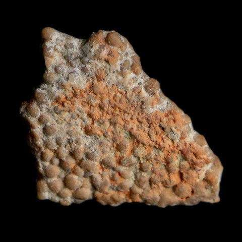 0.4" Megaloolithus Titanosaur Dinosaur Fossil Egg Shell Bouches Du Rhone France Display