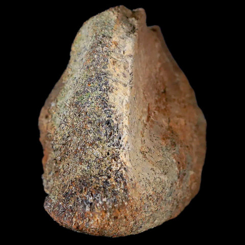 3.5" Centrosaurus Fossil Bone With Marrow Judith River Cretaceous Dinosaur MT COA - Fossil Age Minerals