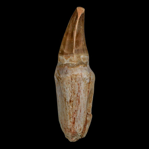 XL 3.8" Tylosaurus Mosasaur Fossil Tooth Rooted Upper Cretaceous Dinosaur Era COA - Fossil Age Minerals