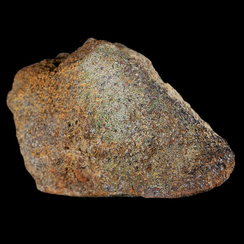 3.5" Centrosaurus Fossil Bone With Marrow Judith River Cretaceous Dinosaur MT COA - Fossil Age Minerals