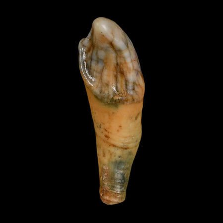 1.5" Extinct Cave Bear Ursus Spelaeus Incisor Tooth Rooted Pleistocene Age COA, Stand
