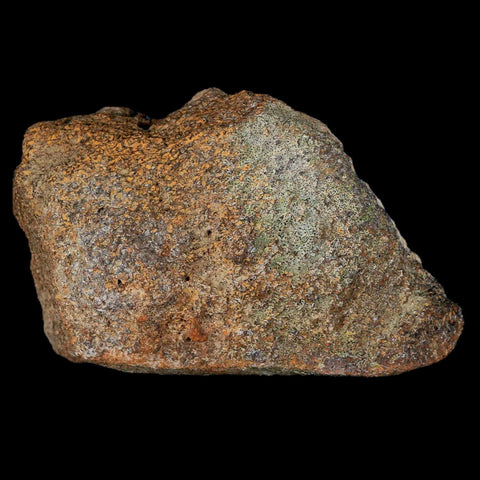 3.5" Centrosaurus Fossil Bone With Marrow Judith River Cretaceous Dinosaur MT COA - Fossil Age Minerals
