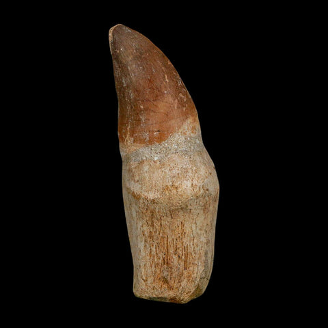 XL 3.6" Mosasaur Prognathodon Fossil Tooth Rooted Cretaceous Dinosaur Era COA - Fossil Age Minerals