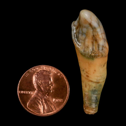 1.5" Extinct Cave Bear Ursus Spelaeus Incisor Tooth Rooted Pleistocene Age COA, Stand