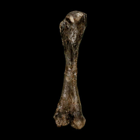 0.8" Captorhinus Aguti Fossil Femur Bone Permian Age Reptile 299 Mil Yrs Old Display COA - Fossil Age Minerals