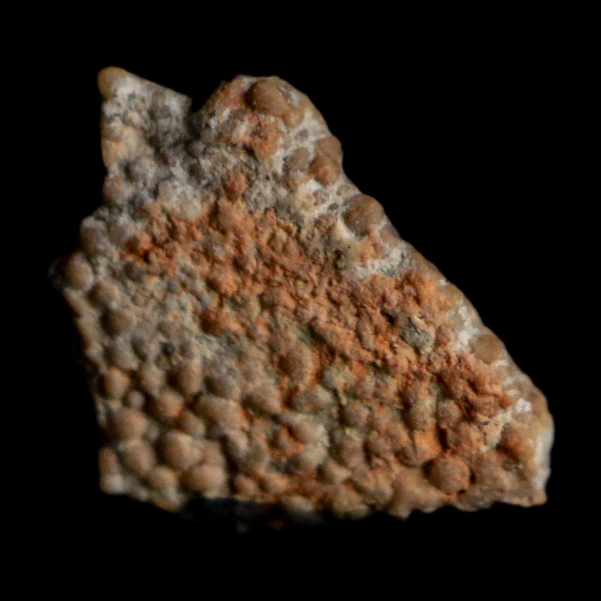 0.4" Megaloolithus Titanosaur Dinosaur Fossil Egg Shell Bouches Du Rhone France Display - Fossil Age Minerals