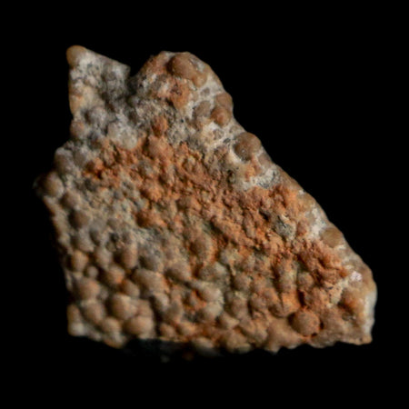 0.4" Megaloolithus Titanosaur Dinosaur Fossil Egg Shell Bouches Du Rhone France Display
