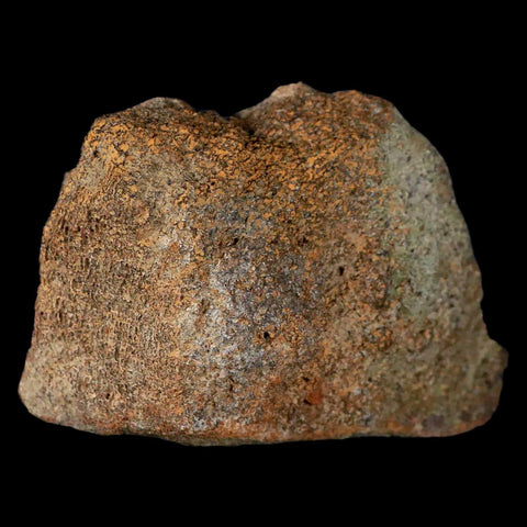 3.5" Centrosaurus Fossil Bone With Marrow Judith River Cretaceous Dinosaur MT COA - Fossil Age Minerals