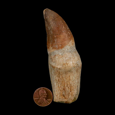 XL 3.6" Mosasaur Prognathodon Fossil Tooth Rooted Cretaceous Dinosaur Era COA - Fossil Age Minerals
