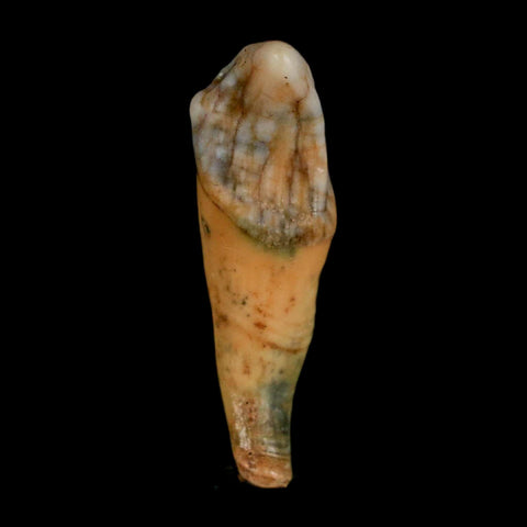 1.5" Extinct Cave Bear Ursus Spelaeus Incisor Tooth Rooted Pleistocene Age COA, Stand