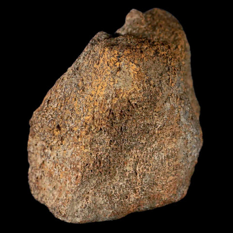 3.5" Centrosaurus Fossil Bone With Marrow Judith River Cretaceous Dinosaur MT COA - Fossil Age Minerals