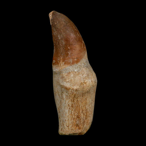 XL 3.6" Mosasaur Prognathodon Fossil Tooth Rooted Cretaceous Dinosaur Era COA - Fossil Age Minerals