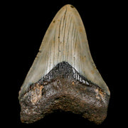 2.6" Quality Megalodon Shark Tooth Serrated Fossil Natural Miocene Age COA