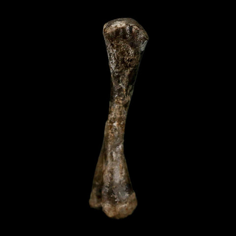 0.8" Captorhinus Aguti Fossil Femur Bone Permian Age Reptile 299 Mil Yrs Old Display COA - Fossil Age Minerals