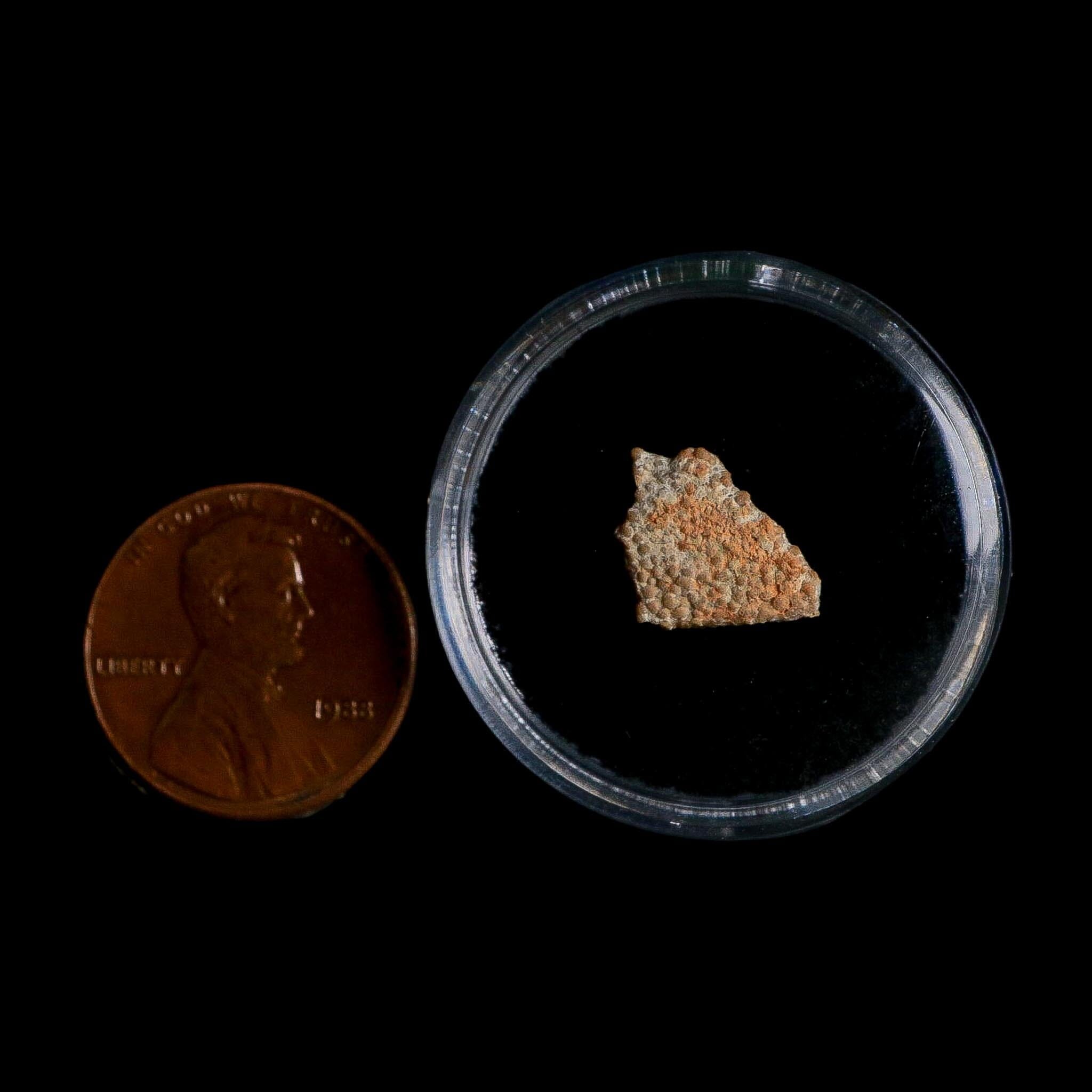 0.4" Megaloolithus Titanosaur Dinosaur Fossil Egg Shell Bouches Du Rhone France Display - Fossil Age Minerals