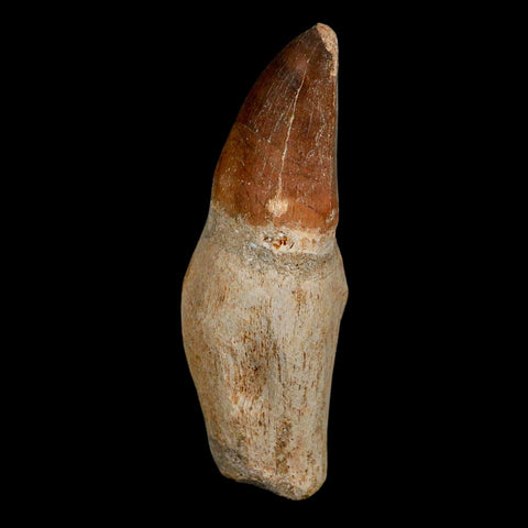 XL 3.6" Mosasaur Prognathodon Fossil Tooth Rooted Cretaceous Dinosaur Era COA - Fossil Age Minerals