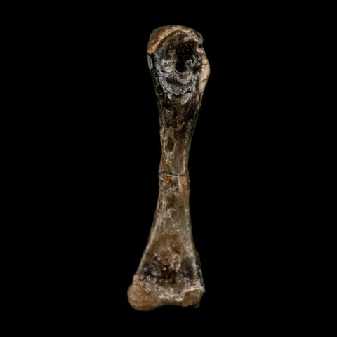 0.8" Captorhinus Aguti Fossil Femur Bone Permian Age Reptile 299 Mil Yrs Old Display COA - Fossil Age Minerals