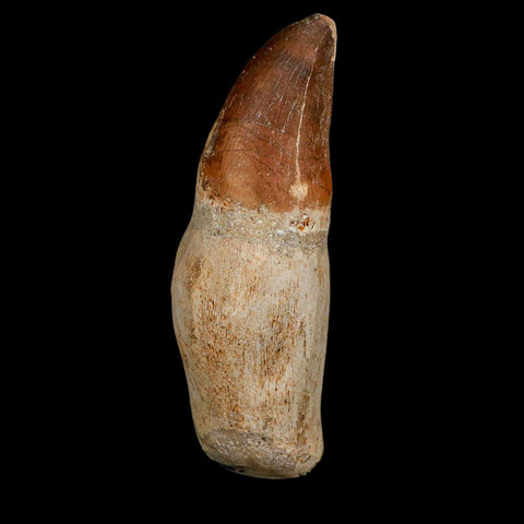 XL 3.6" Mosasaur Prognathodon Fossil Tooth Rooted Cretaceous Dinosaur Era COA - Fossil Age Minerals