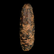 XXL 2.6" Fossil Pine Cone Equicalastrobus Replaced By Agate Eocene Age Seeds Fruit
