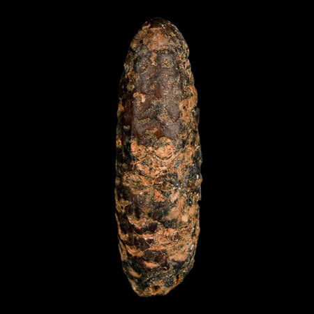 XXL 2.6" Fossil Pine Cone Equicalastrobus Replaced By Agate Eocene Age Seeds Fruit