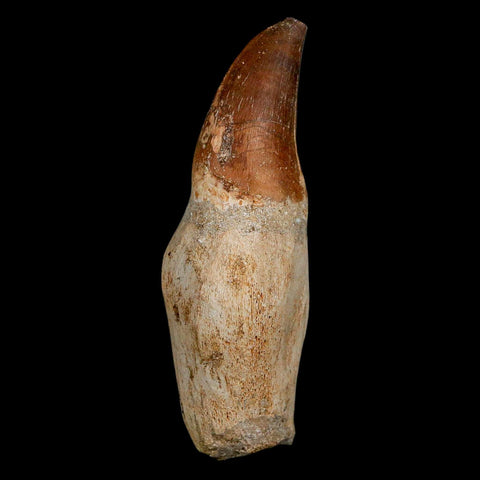 XL 3.6" Mosasaur Prognathodon Fossil Tooth Rooted Cretaceous Dinosaur Era COA - Fossil Age Minerals