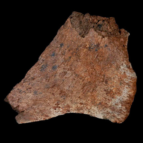 2.9" Centrosaurus Fossil Frill Bone Judith River FM Cretaceous Dinosaur Montana COA - Fossil Age Minerals
