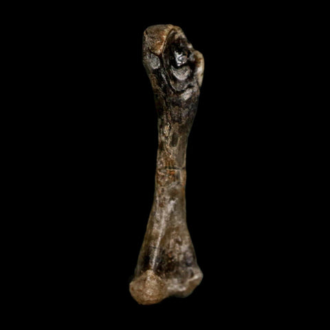 0.8" Captorhinus Aguti Fossil Femur Bone Permian Age Reptile 299 Mil Yrs Old Display COA - Fossil Age Minerals