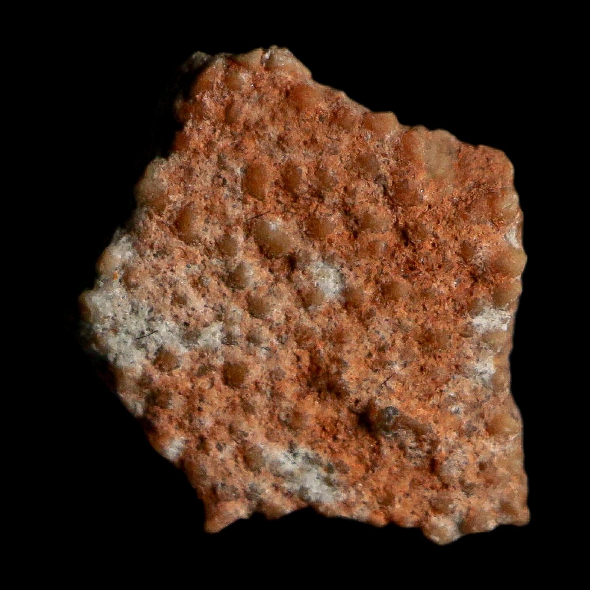 0.4" Megaloolithus Titanosaur Dinosaur Fossil Egg Shell Bouches Du Rhone France Display - Fossil Age Minerals