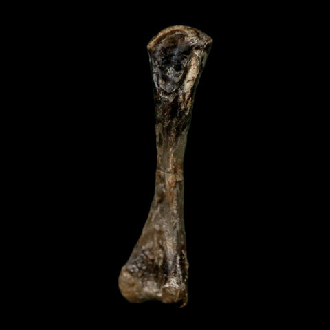 0.8" Captorhinus Aguti Fossil Femur Bone Permian Age Reptile 299 Mil Yrs Old Display COA - Fossil Age Minerals