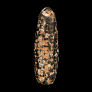 XXL 2.5" Fossil Pine Cone Equicalastrobus Replaced By Agate Eocene Age Seeds Fruit