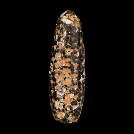 XXL 2.5" Fossil Pine Cone Equicalastrobus Replaced By Agate Eocene Age Seeds Fruit