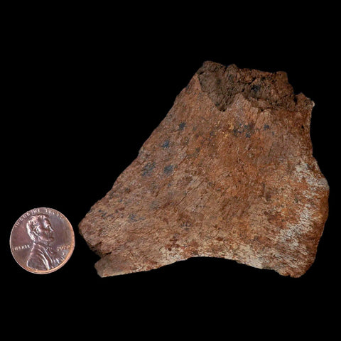2.9" Centrosaurus Fossil Frill Bone Judith River FM Cretaceous Dinosaur Montana COA - Fossil Age Minerals